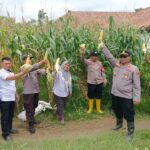 Sukses Perdana.!!! Kapolsek Pebayuran Panen Jagung Dalam Mendukung Program Ketahanan Pangan Nasional IMG-20250219-WA0045