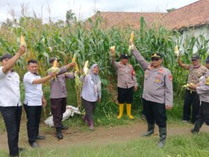 Sukses Perdana.!!! Kapolsek Pebayuran Panen Jagung Dalam Mendukung Program Ketahanan Pangan Nasional